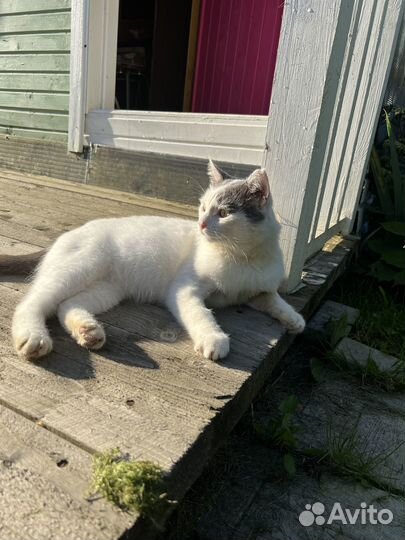 Котик ищет дом