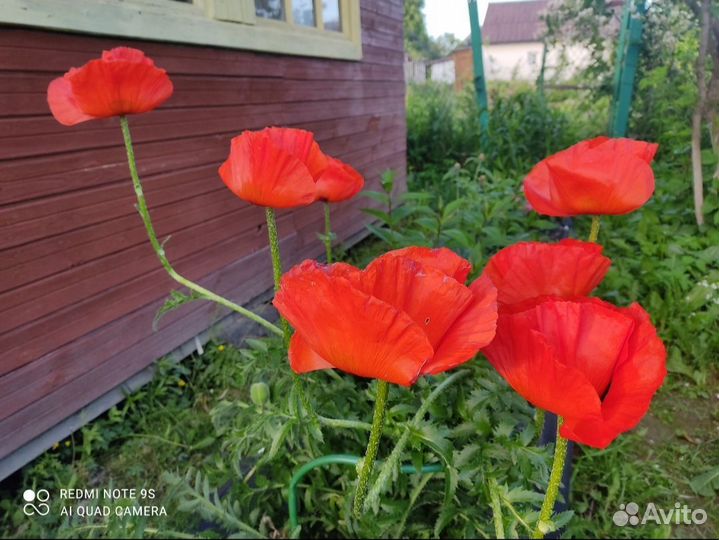 Многолетние садовые цветы (часть2)
