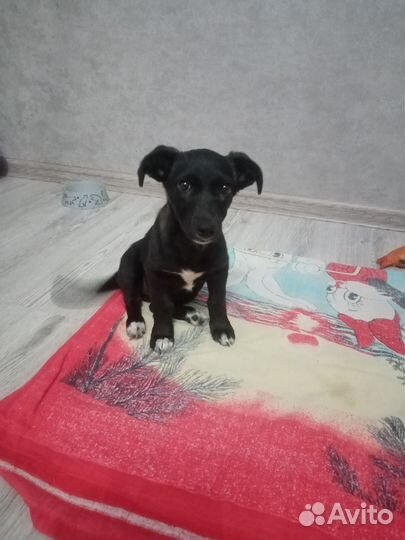 Щенок от маленькой собаки