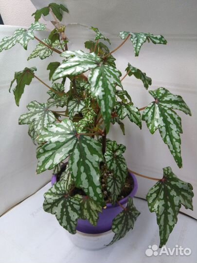 Бегония каудексная