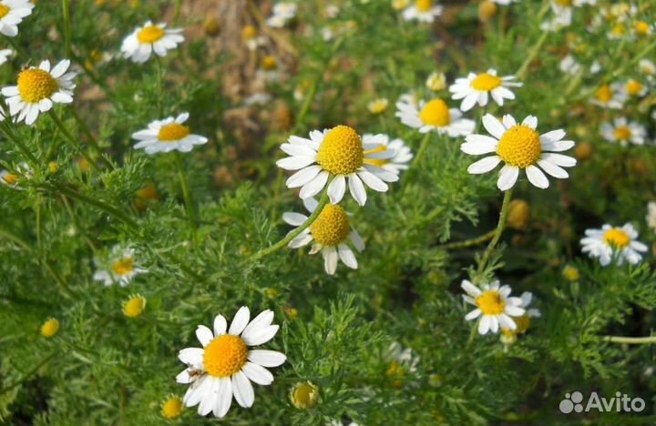 Оптом семена ромашки аптечной от 5кг