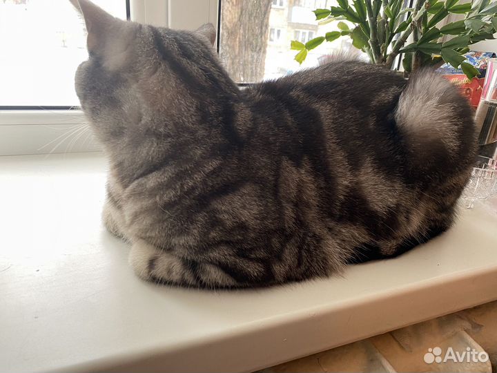 Британский кот