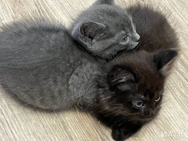 Котятки только в добрые руки