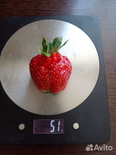 Клубника саженцы