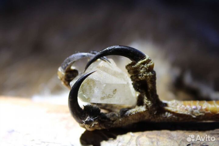 Оберег лапа Ястреба Перепелятника (имитация)