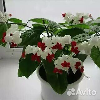 Комнатные цветы