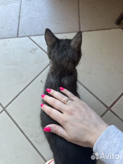 Кошка в добрые