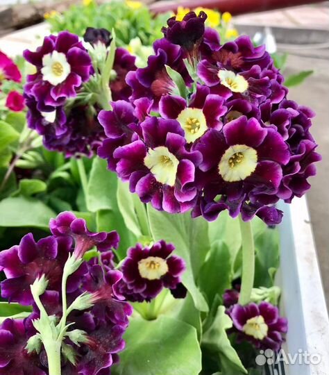 Примула ушковая аурикула