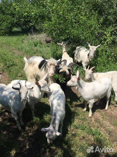 Козы заанинской породы
