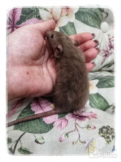 Крысята шоколадные дамбо