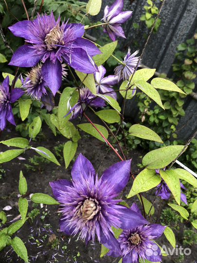 Клематис Multi Blue