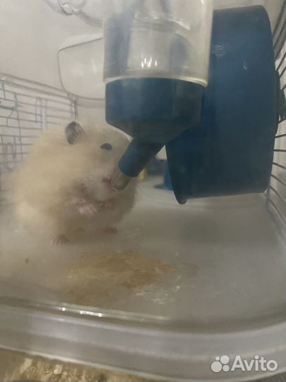 Хомяки вместе с клеткой