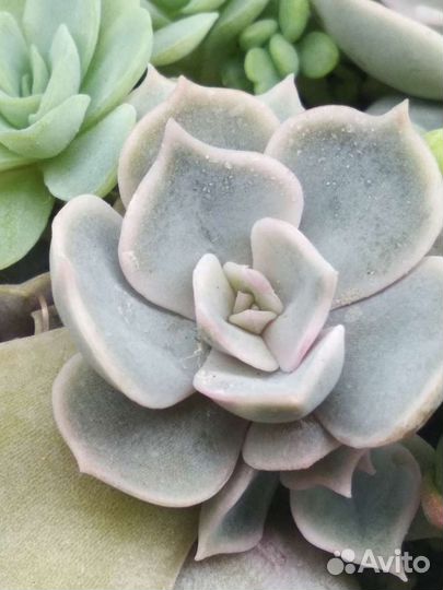 Эхеверии суккуленты в ассортименте