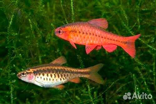 Барбус вишневый. Аквариумные рыбки. Аквариум
