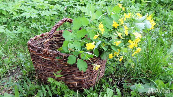 Сок травы чистотела (Chelidonium majus)
