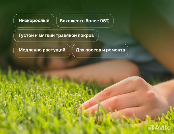 Газонная смесь