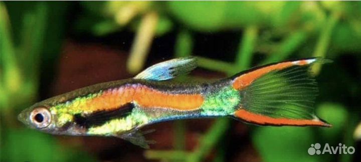 Гуппи Эндлера