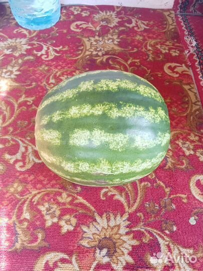 Домашнии арбузы