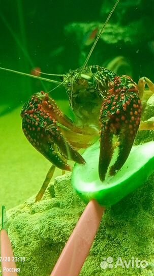 Флоридский рак