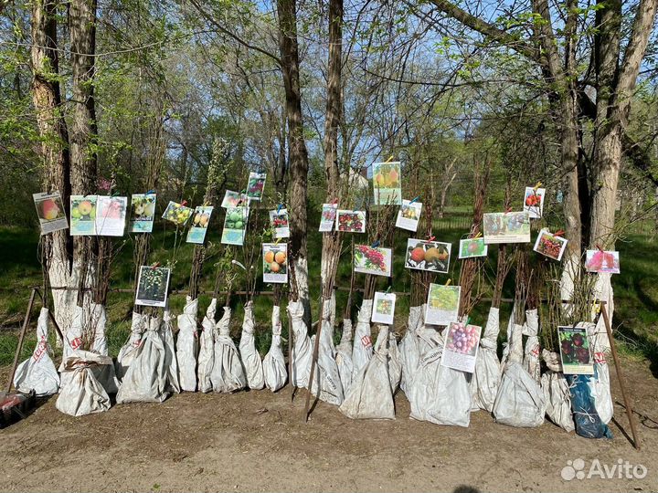 Саженцы плодовых деревьев и кустарников