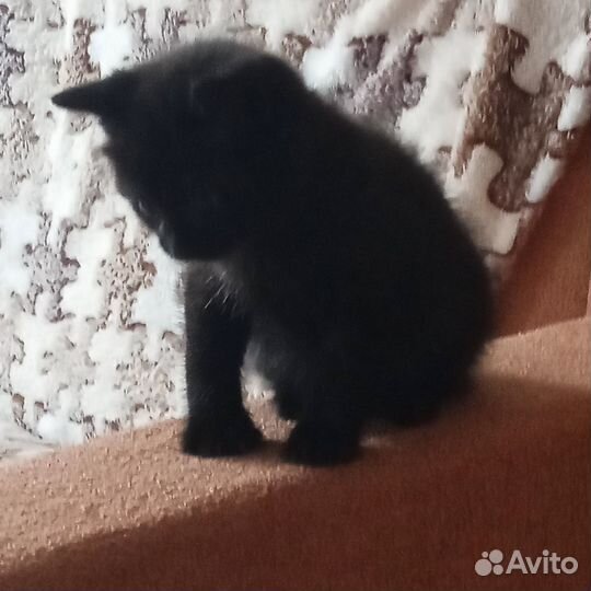 Отдам в добрые руки