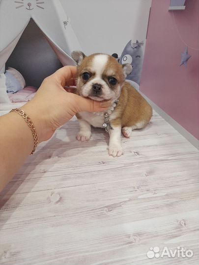 Чихуашечки