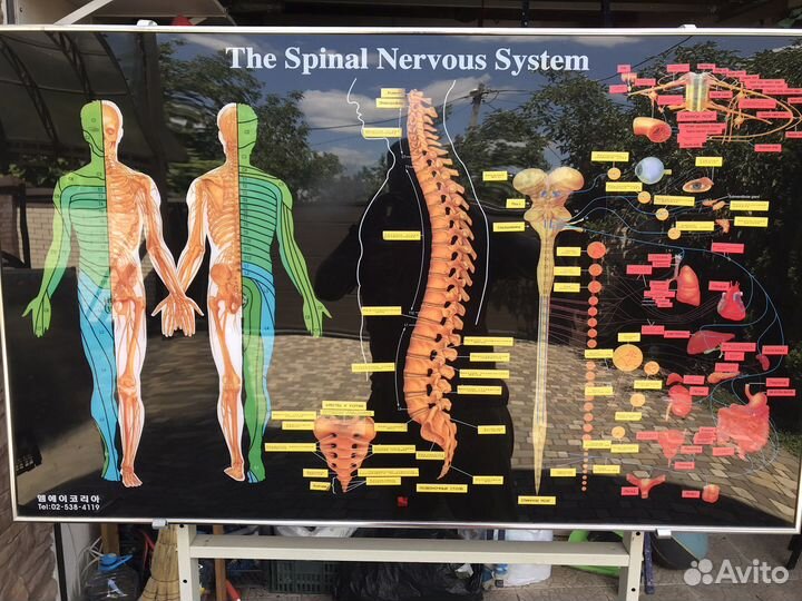 Элекроный стенд позвоночника