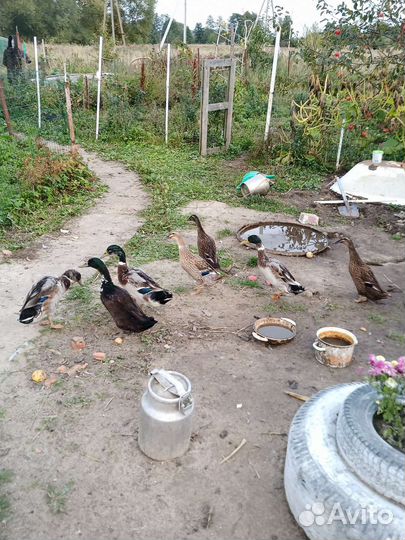 Утки Индийский бегунок