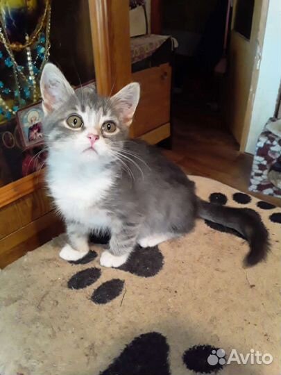 Молоденькие кошечки