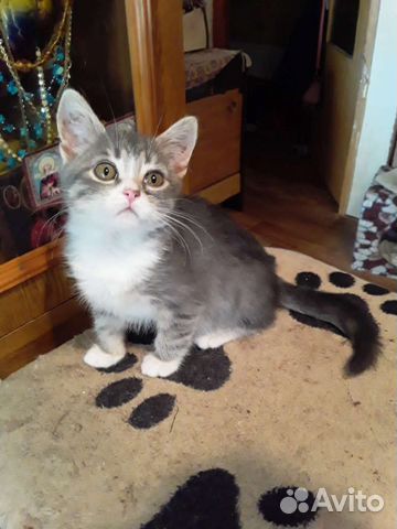 Молоденькие кошечки