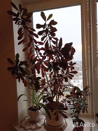 Синадениум (Дерево Любви)