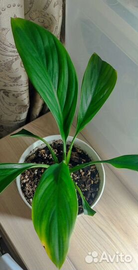 Спатифиллум Каннолистный