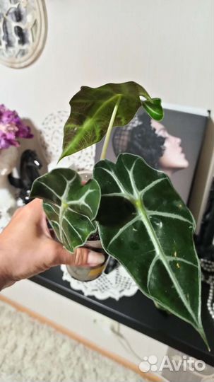 Алоказия Полли, Гибискус пестролистный, Эпипремнум