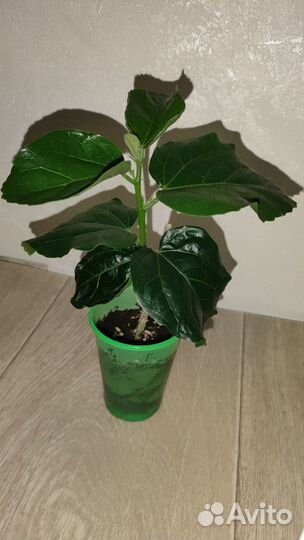 Привитый гибискус сортовой