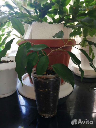 Фикус бенджамина