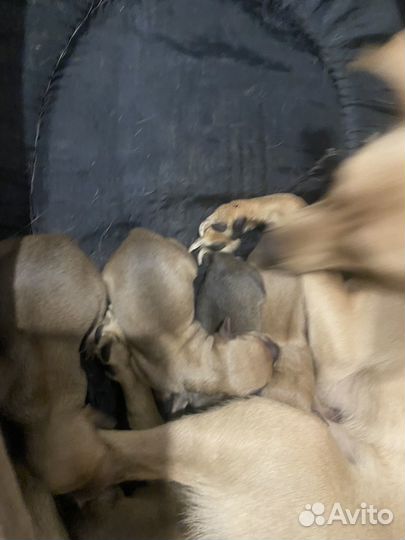 Мини той-терьер щенки