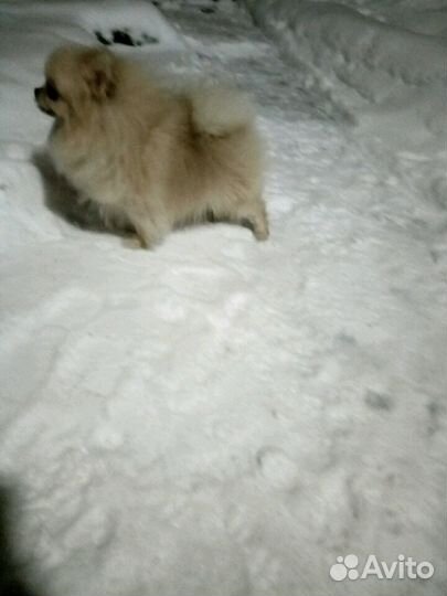 Мини кавалеры