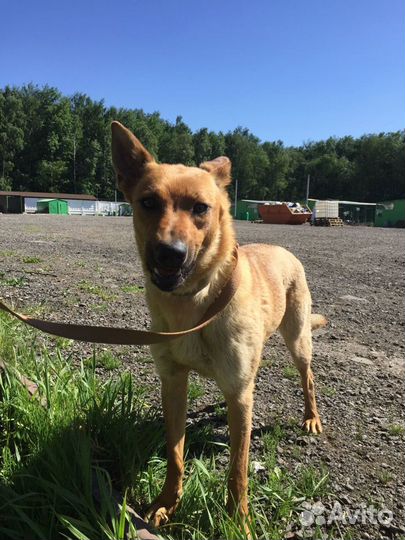 Возьми собаку из приюта