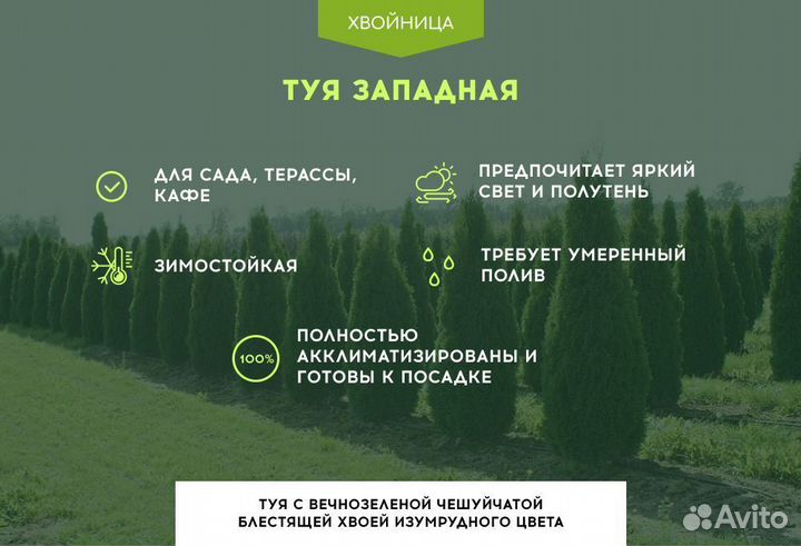 Туи Ростовка большая 6 м
