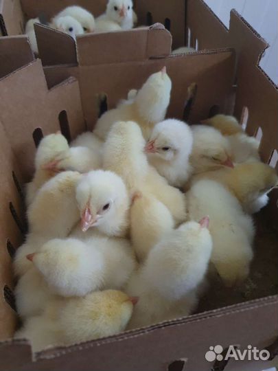 Суточный бройлер кобб 500