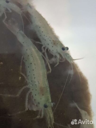 Креветки Кристаллы,Банановые, Амано,Красные,Жёлтые