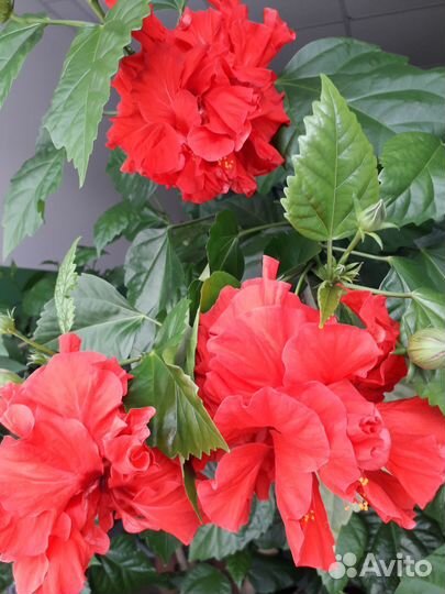 Комнатные растения