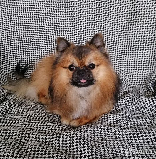 Мини шпиц вязка