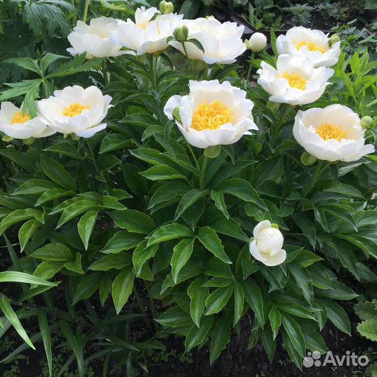 Пионы саженцы