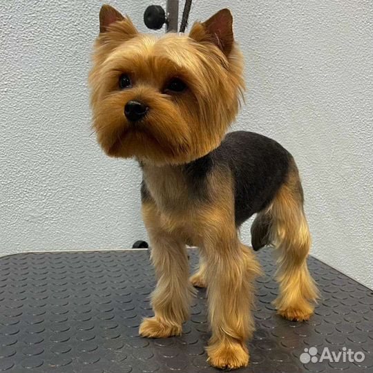 Груминг собак и кошек