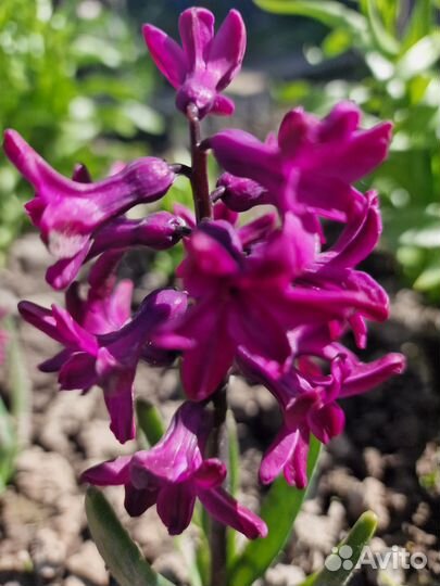 Луковицы гиацинтов