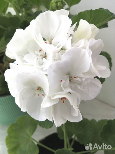 Пеларгония герань белая
