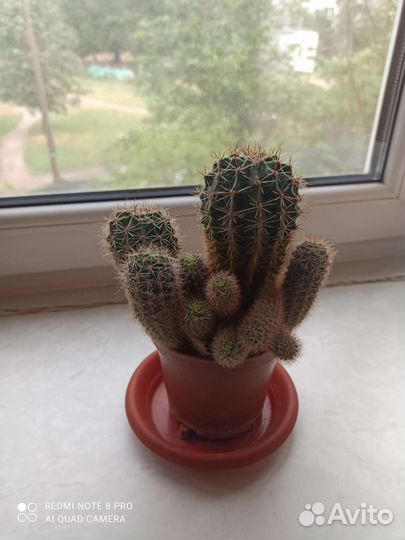 Комнатные цветы