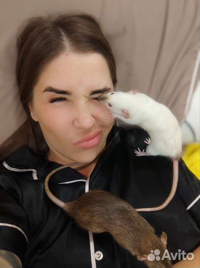 Крыса с клеткой