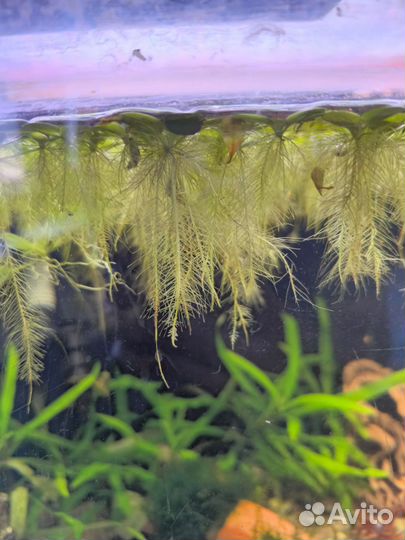 Аквариумные растения, рыбки, улитки